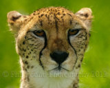 Cheetah 7658