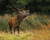 Red Deer Stag 3822