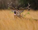Red Deer Stag 4014