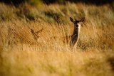 Red Deer 4477