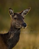 Red Deer 4710