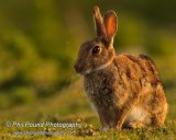 Rabbit 7475