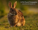 Rabbit 7487