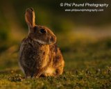 Rabbit 7500
