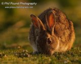 Rabbit 7510