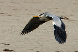 Heron 0010