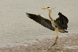 Heron 0017