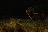 Stag 2988