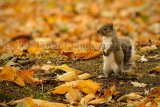Grey Squirrel 6824