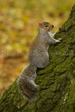 Grey Sqirrel 6909