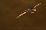 Herring Gull 8910