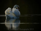 Backlit Swan 9093