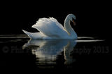 Backlit swan 9104