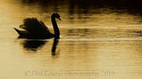 Swan at sunrise 9133