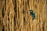 Kingfisher 9192