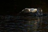 Black Headed Gull 9427