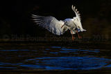 Black Headed Gull 9674