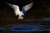 Black Headed Gull 9678