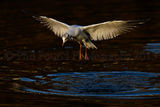 Black Headed Gull 9706