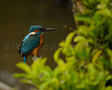 Kingfisher 0935