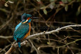 Kingfisher 0945