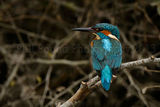 Kingfisher 0959