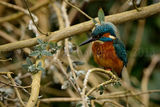 Kingfisher 0978