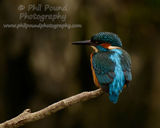 Kingfisher 2058