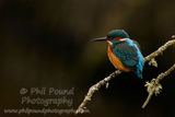 Kingfisher 2102