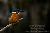Kingfisher 2580