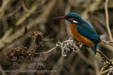 Kingfisher 2855