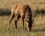 Stag 7479