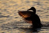 Mallard 7665