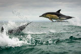 Dolphin 3184