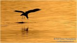 Gull at sunset 5589
