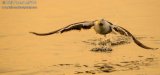 Gull at sunset 7184