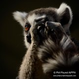 Ring Tailed Lemur 7511