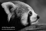 Red Panda 7934