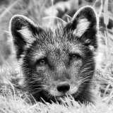 Artic Fox 0369