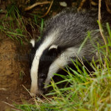 Badger 4067