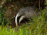 Badger 4076