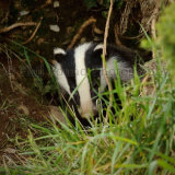 Badger 4149