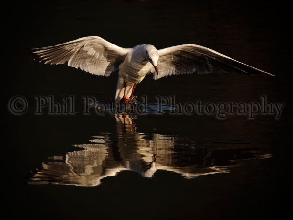 Black Headed Gull