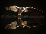 Nature Photographer of the Year 2011