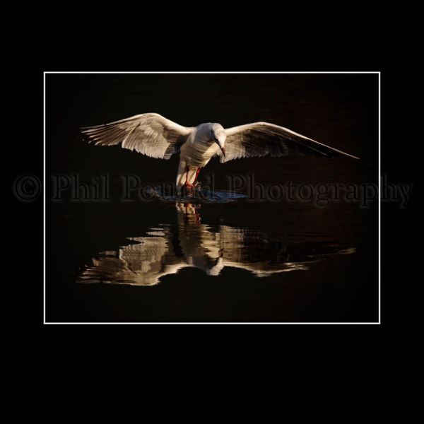 Black Headed Gull 8892