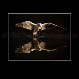 Black Headed Gull 8892