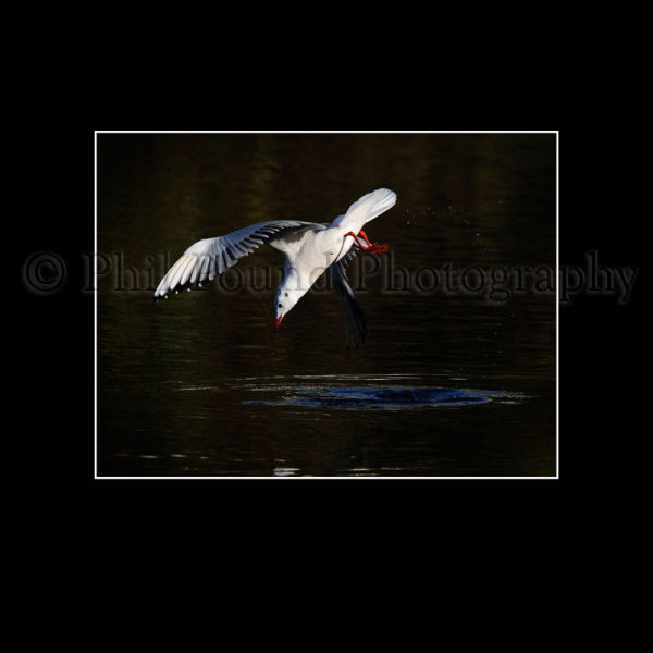 Black Headed Gull 9094