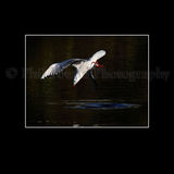 Black Headed Gull 9094
