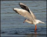 Black Headed Gull 9837