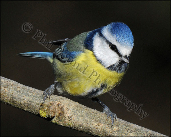 Blue Tit 0386